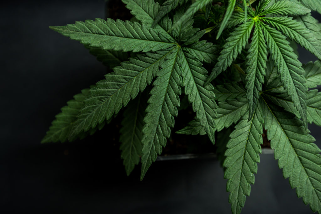 Worker can sue employer over medical marijuana-related firing